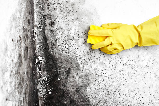 Best Mold Damage Restoration  in Cascade Locks, OR