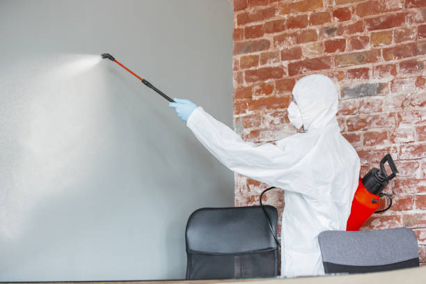 Best Basement Mold Removal  in Cascade Locks, OR