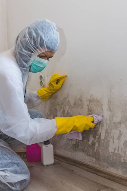 Best Asbestos and Lead Testing During Mold Inspection  in Cascade Locks, OR